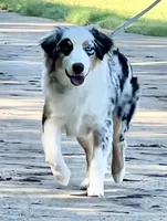 Tessa ❤️❤️❤️ AKC Champion - breeding rights  show quality, a female Australian Shepherd and Miniature Australian Shepherd for sale in Celina, TX – 1 of 8