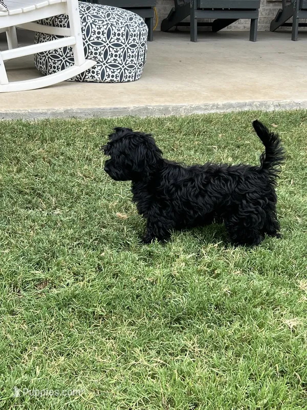 Sophia ❤️ trained and sweet ❤️ – Cavapoo puppy for sale in Celina, TX