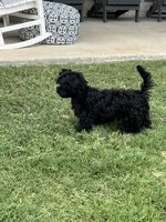 Sophia ❤️❤️❤️ , a female Cavapoo for sale in Celina, TX – 4 of 9