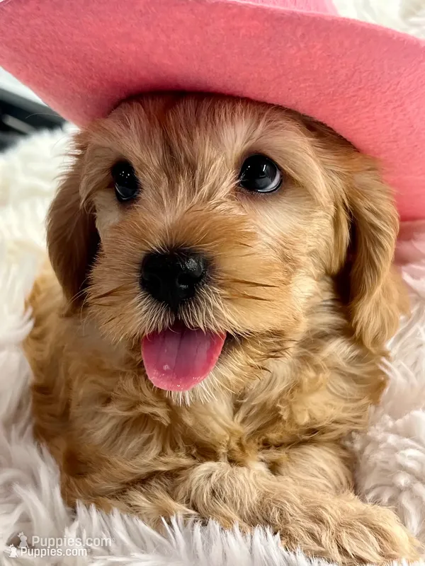 Latte  – Cavapoo puppy for sale in Celina, TX