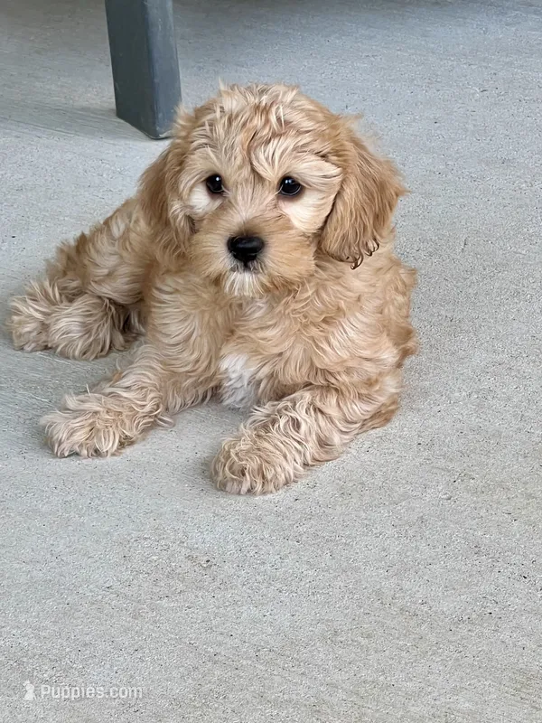 Latte   ❤️🐶❤️ very special ❤️outstanding coat  – Cavapoo puppy for sale in Celina, TX