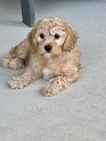 Latte   ❤️🐶❤️ very special ❤️outstanding coat , a female Cavapoo for sale in Celina, TX – 1 of 8