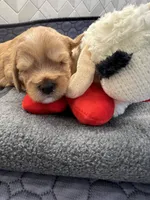 Latte , a female Cavapoo for sale in Celina, TX – 7 of 9
