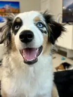 Tessa ❤️ outstanding - AKC Champion - breeding rights  show quality, a female Australian Shepherd and Miniature Australian Shepherd for sale in Celina, TX – 9 of 10