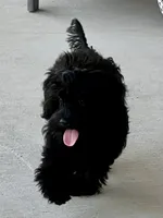 Sophia ❤️ trained … small and sweet ❤️, a female Cavapoo for sale in Celina, TX – 2 of 8