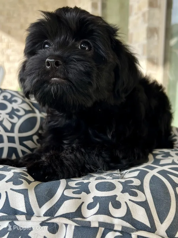Athena   -  Tiny and fluffy - a special girl ❤️ – Cavapoo puppy for sale in Celina, TX