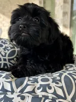 Athena   -  Tiny and fluffy - a special girl ❤️, a female Cavapoo for sale in Celina, TX – 7 of 10