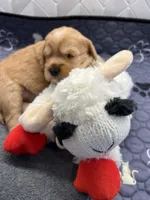 Latte , a female Cavapoo for sale in Celina, TX – 8 of 9