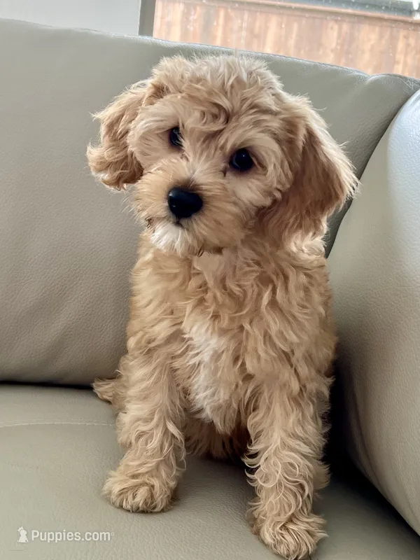 Latte   ❤️🐶❤️ VERY SPECIAL  she has an outstanding coat  – Cavapoo puppy for sale in Celina, TX