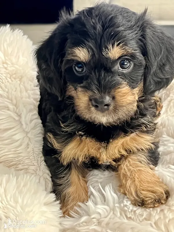 Rocky little man  – Yorkipoo puppy for sale in Celina, TX