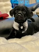 Bella Bear ❤️🐶❤️ small and sweet , a female Cavapoo for sale in Celina, TX – 7 of 10