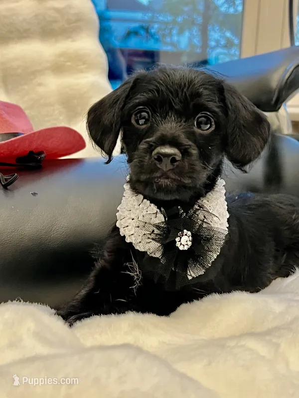 Bella Bear ❤️🐶❤️ small and sweet  – Cavapoo puppy for sale in Celina, TX