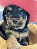 Rocky little man , a male Yorkipoo for sale in Celina, TX – 8 of 10