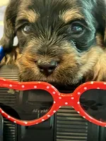 Rocky little man , a male Yorkipoo for sale in Celina, TX – 7 of 10