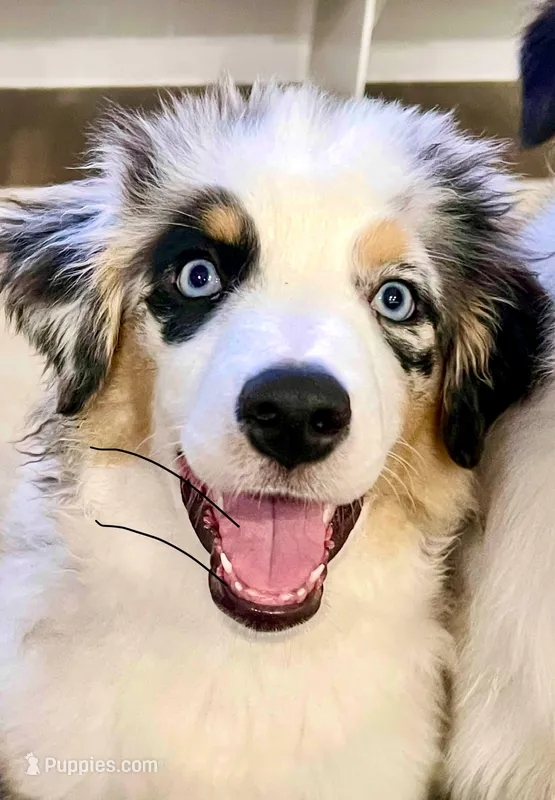 Tessa ❤️ outstanding - AKC Champion - breeding rights  show quality, a female Australian Shepherd and Miniature Australian Shepherd for sale in Celina, TX – 1 of 10