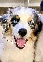 Tessa ❤️ outstanding - AKC Champion - breeding rights  show quality, a female Australian Shepherd and Miniature Australian Shepherd for sale in Celina, TX – 1 of 10