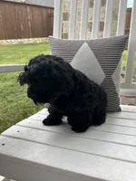 Sophia ❤️❤️❤️ , a female Cavapoo for sale in Celina, TX – 9 of 9