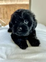 Ms. Sophie - love bug ❤️🐶❤️, a female Cavapoo for sale in Celina, TX – 2 of 9