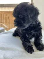 Ms. Sophie - love bug ❤️🐶❤️, a female Cavapoo for sale in Celina, TX – 9 of 9