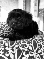 Athena   -  Tiny and fluffy - a special girl ❤️, a female Cavapoo for sale in Celina, TX – 5 of 10