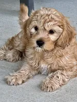 Latte   ❤️🐶❤️ VERY SPECIAL  she has an outstanding coat , a female Cavapoo for sale in Celina, TX – 8 of 8