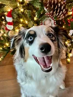 Tessa ❤️❤️❤️ AKC Champion - breeding rights  show quality, a female Australian Shepherd and Miniature Australian Shepherd for sale in Celina, TX – 4 of 8
