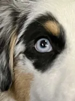 Tessa ❤️❤️❤️ AKC Champion - breeding rights  show quality, a female Australian Shepherd and Miniature Australian Shepherd for sale in Celina, TX – 6 of 8