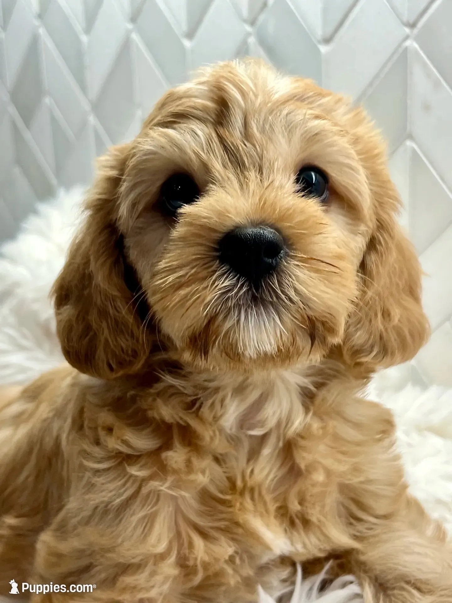 Latte   ❤️🐶❤️ very special ❤️outstanding coat , a female Cavapoo for sale in Celina, TX – 3 of 8