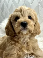 Latte , a female Cavapoo for sale in Celina, TX – 4 of 9