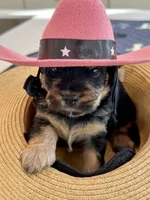 Rocky little man , a male Yorkipoo for sale in Celina, TX – 10 of 10