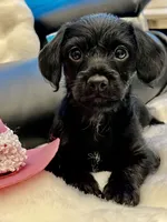 Bella Bear ❤️🐶❤️ small and sweet , a female Cavapoo for sale in Celina, TX – 5 of 10