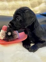 Bella Bear ❤️🐶❤️ small and sweet , a female Cavapoo for sale in Celina, TX – 4 of 10