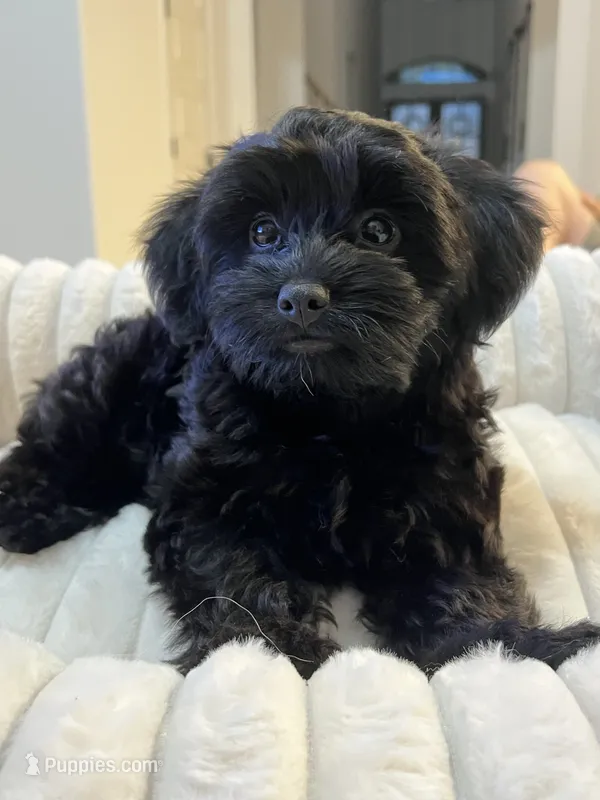 Sophia ❤️❤️❤️  – Cavapoo puppy for sale in Celina, TX