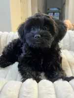 Sophia ❤️❤️❤️ , a female Cavapoo for sale in Celina, TX – 1 of 9