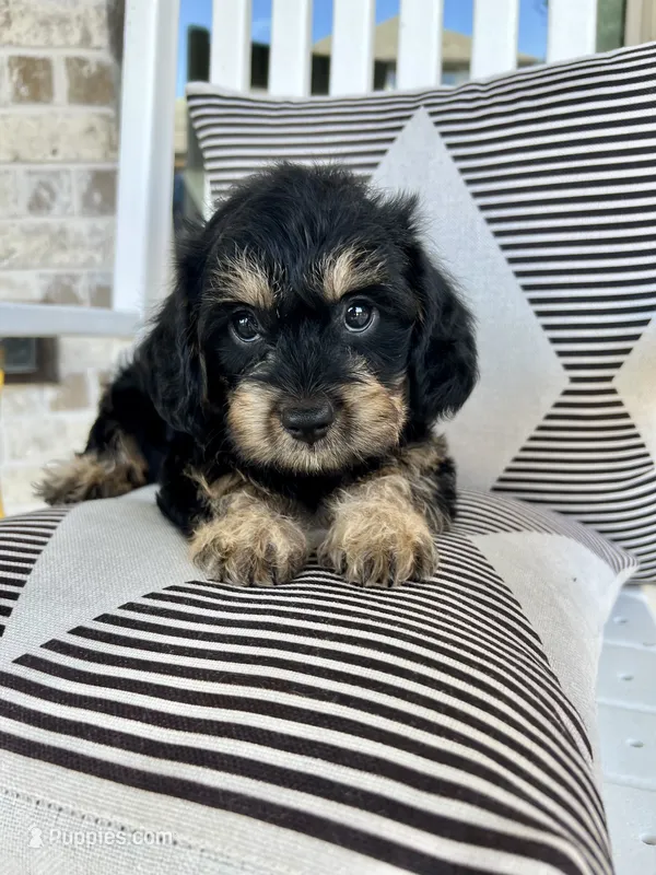Rocky ❤️🐶❤️ what a looker … – Cavapoo puppy for sale in Celina, TX