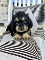 Rocky ❤️🐶❤️ what a looker …, a male Cavapoo for sale in Celina, TX – 1 of 10