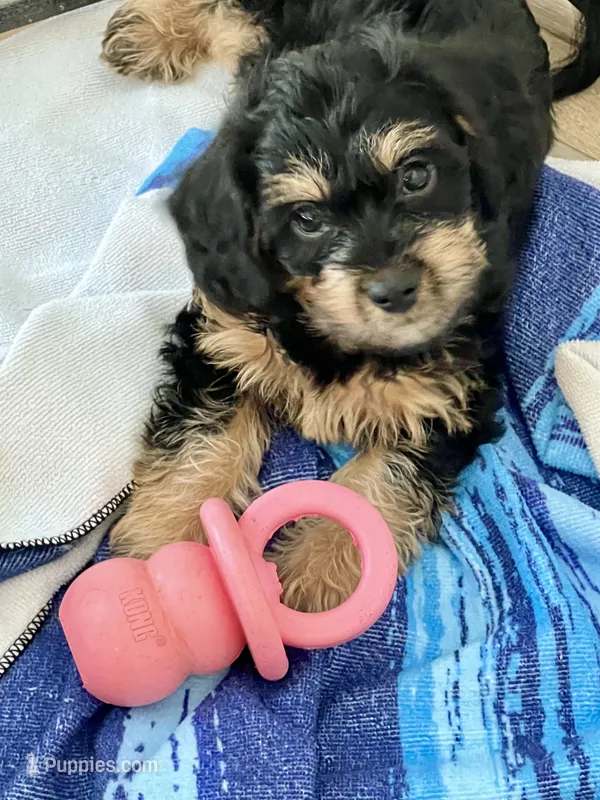 Zorro ❤️what a looker … a small and very handsome 🐶 – Cavapoo puppy for sale in Celina, TX