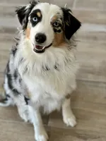 Tessa ❤️❤️❤️ AKC Champion - breeding rights  show quality, a female Australian Shepherd and Miniature Australian Shepherd for sale in Celina, TX – 7 of 8