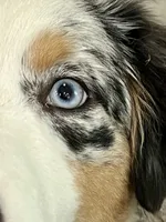 Tessa ❤️❤️❤️ AKC Champion - breeding rights  show quality, a female Australian Shepherd and Miniature Australian Shepherd for sale in Celina, TX – 5 of 8