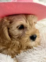 Latte , a female Cavapoo for sale in Celina, TX – 3 of 9