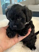 Ms. Sophie - love bug ❤️🐶❤️, a female Cavapoo for sale in Celina, TX – 1 of 9