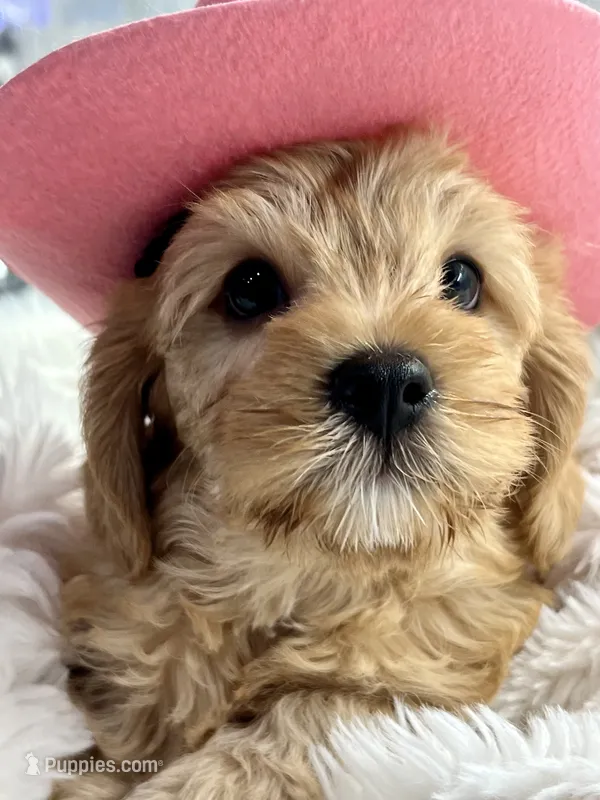 Latte  – Cavapoo puppy for sale in Celina, TX