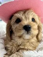 Latte , a female Cavapoo for sale in Celina, TX – 1 of 9