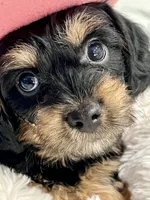 Rocky little man , a male Yorkipoo for sale in Celina, TX – 6 of 10