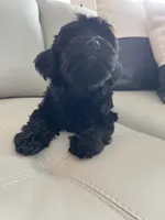 Athena   -  Tiny and fluffy - a special girl ❤️, a female Cavapoo for sale in Celina, TX – 9 of 10