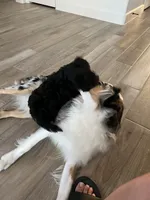 Sophia ❤️❤️❤️ , a female Cavapoo for sale in Celina, TX – 5 of 9