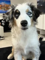 Tessa ❤️ outstanding - AKC Champion - breeding rights  show quality, a female Australian Shepherd and Miniature Australian Shepherd for sale in Celina, TX – 10 of 10