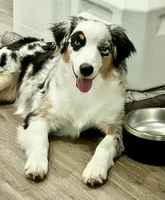 Tessa ❤️❤️❤️ AKC Champion - breeding rights  show quality, a female Australian Shepherd and Miniature Australian Shepherd for sale in Celina, TX – 3 of 8