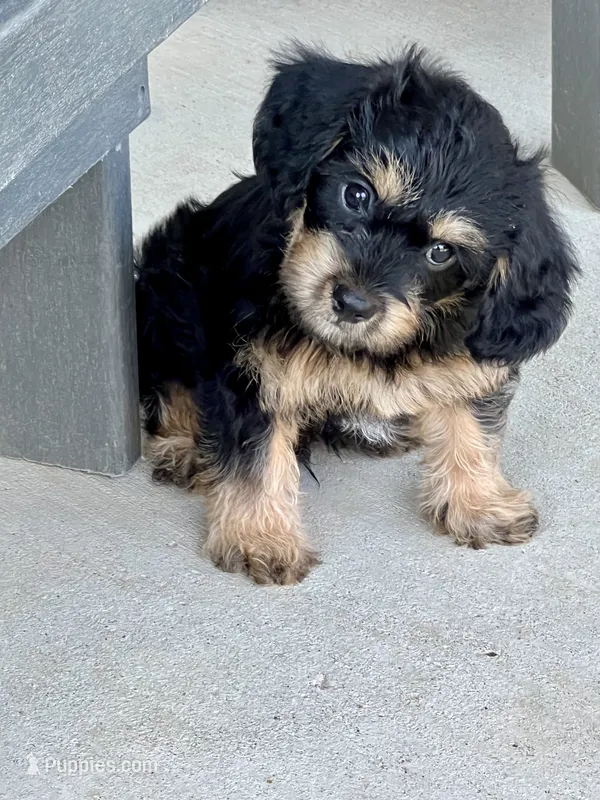 Rocky ❤️🐶❤️ what a looker … – Cavapoo puppy for sale in Celina, TX