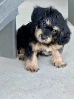 Rocky ❤️🐶❤️ what a looker …, a male Cavapoo for sale in Celina, TX – 2 of 10